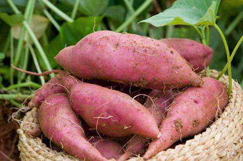 紅薯粉條加工設(shè)備廠家教你如何育壯苗