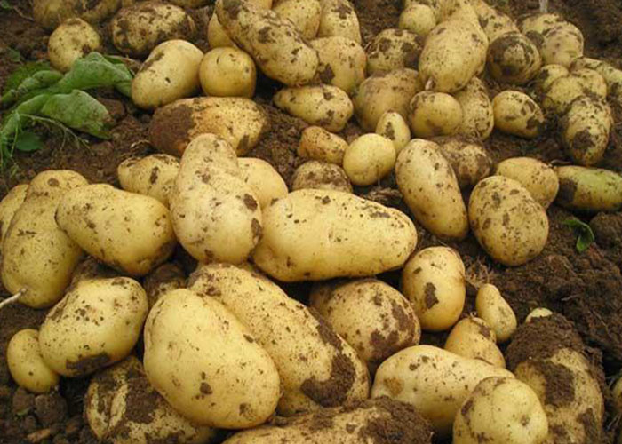 麗星淀粉設(shè)備廠家教你如何科學(xué)種馬鈴薯